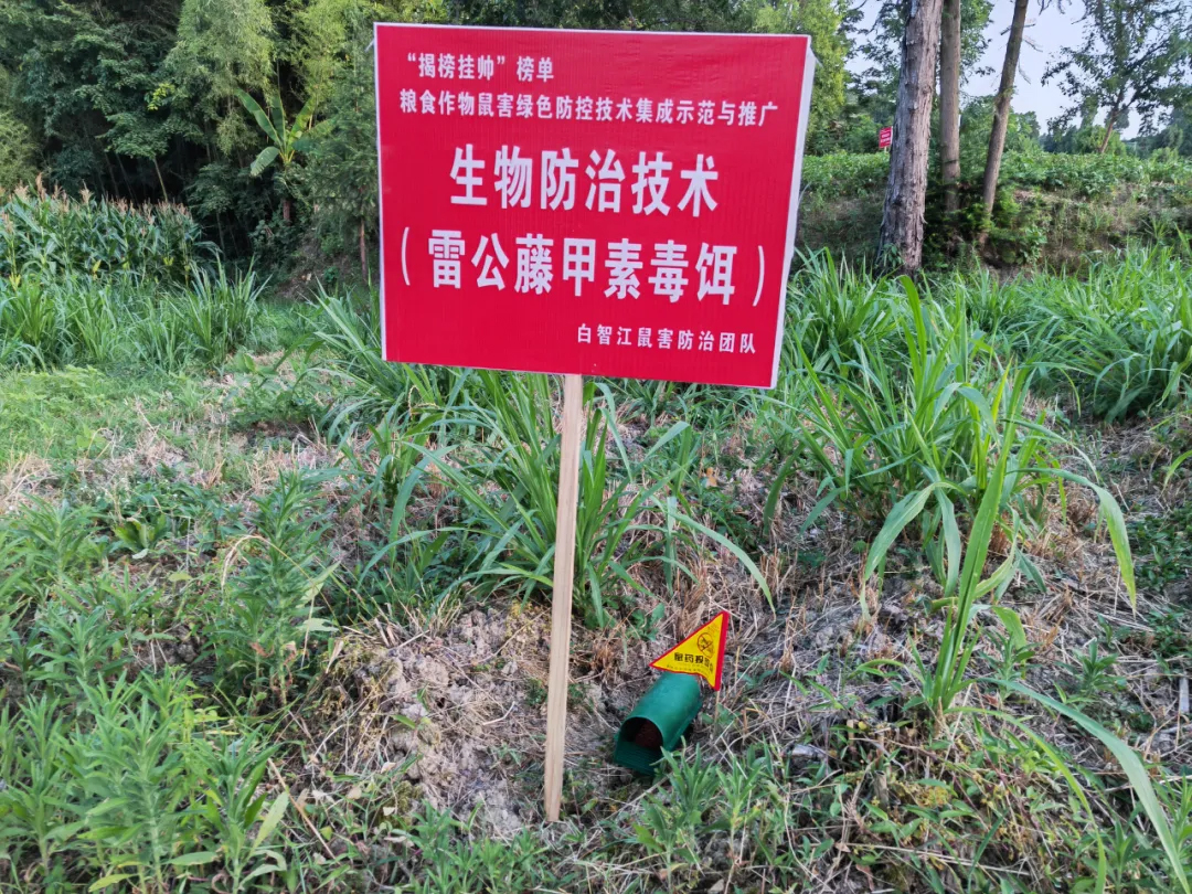 毒餌站滅鼠技術(shù)要點(diǎn) | 雷公藤甲素使用指南